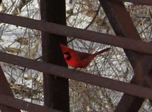 cardinal