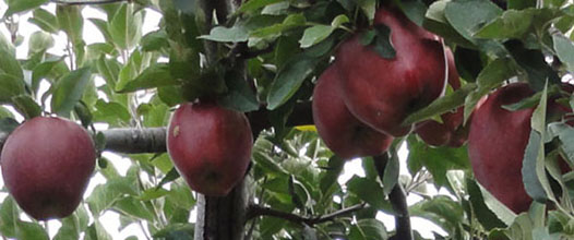 apples growing in ridgeville