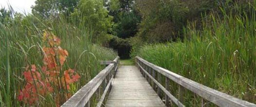 chippawa Creek Conservation trail