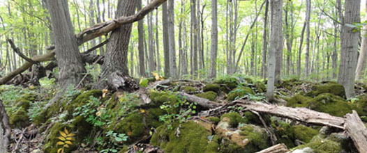 mountainview conservation area