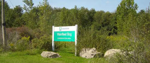 wainfleet bog